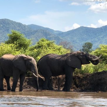 Elephants in the Zambezi River
