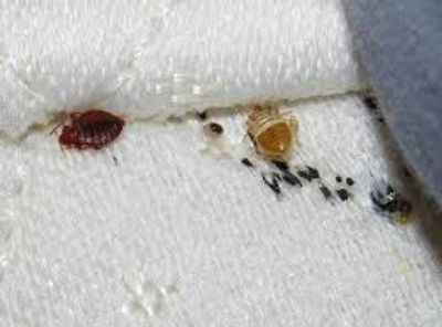 Here we have traces of Bed Bug activity on a mattress.