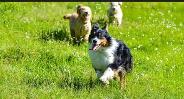 Happy pups running in our field.