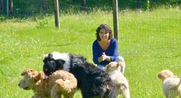 Spending quality time with the dogs.