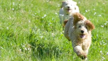 Happy puppies playing.
