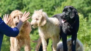 Training therapy dogs.