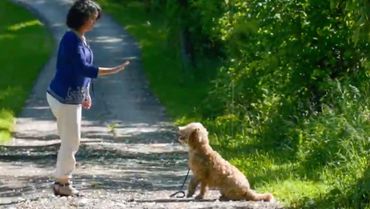 Chester training in the driveway.