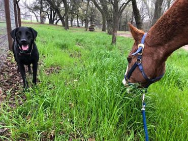 Animal rescue, horse rescue, texas, quarter horse. 