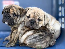 brindle english bulldog, trindle english bulldog, english bulldog puppies