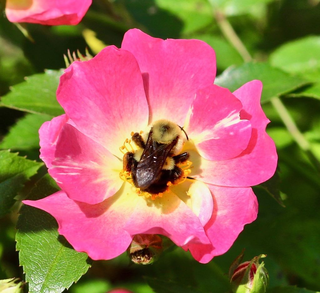 Tea Rose and Bumble Bee