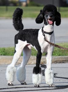 Standard Poodle outside on leash