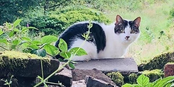 The Little Padfield Cattery