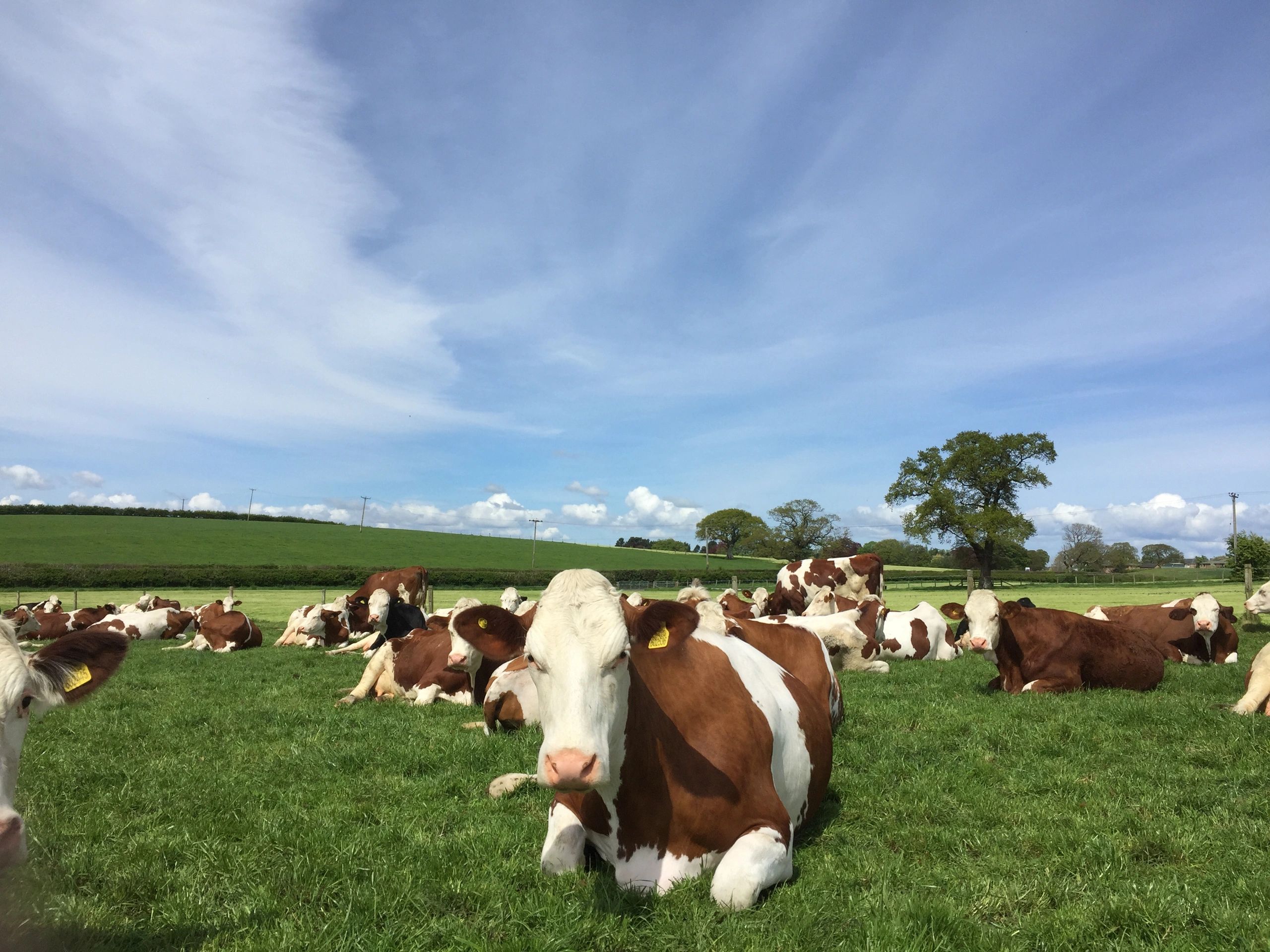 Simple Sounds The Beeches Farm