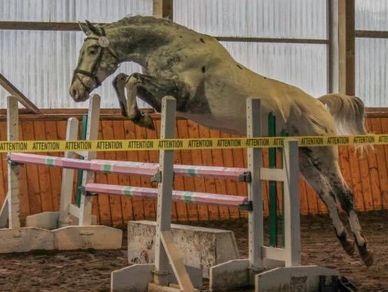 Lindegaards Elliot
Knabstrupper stallion