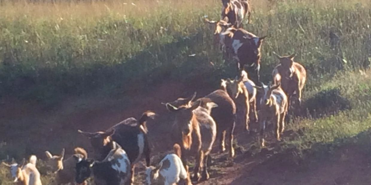 Our Tribe of goats. Goat herd. Goat Tribe.