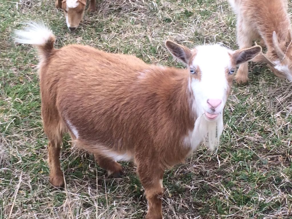 Blue Eyed gold Nigerian dwarf Goat. Funny goat pic. Goat with tongue sticking out. Cute Goat pic. Go