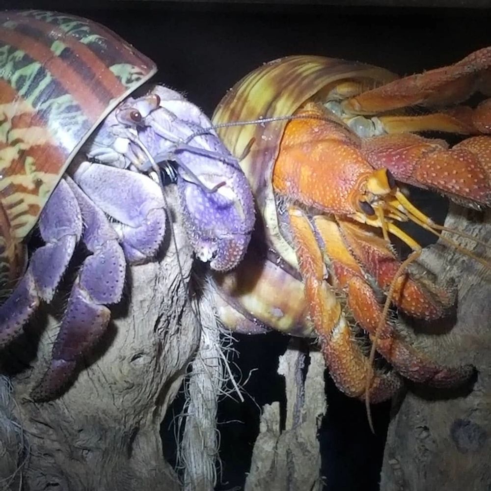Coenobita Clypeatus and Coenobita Perlatus
