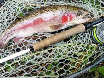 Rainbow trout on Walloomsac river in Southern Vermont caught on an Orvis H3