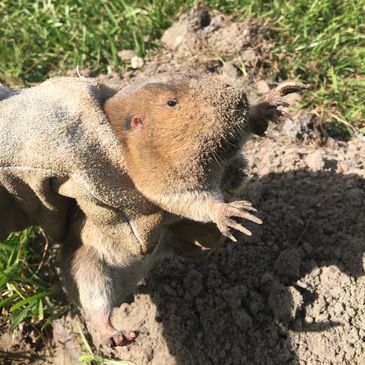 Florida Pocket Gopher