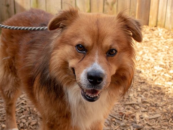 Dog training for fear of going outdoors