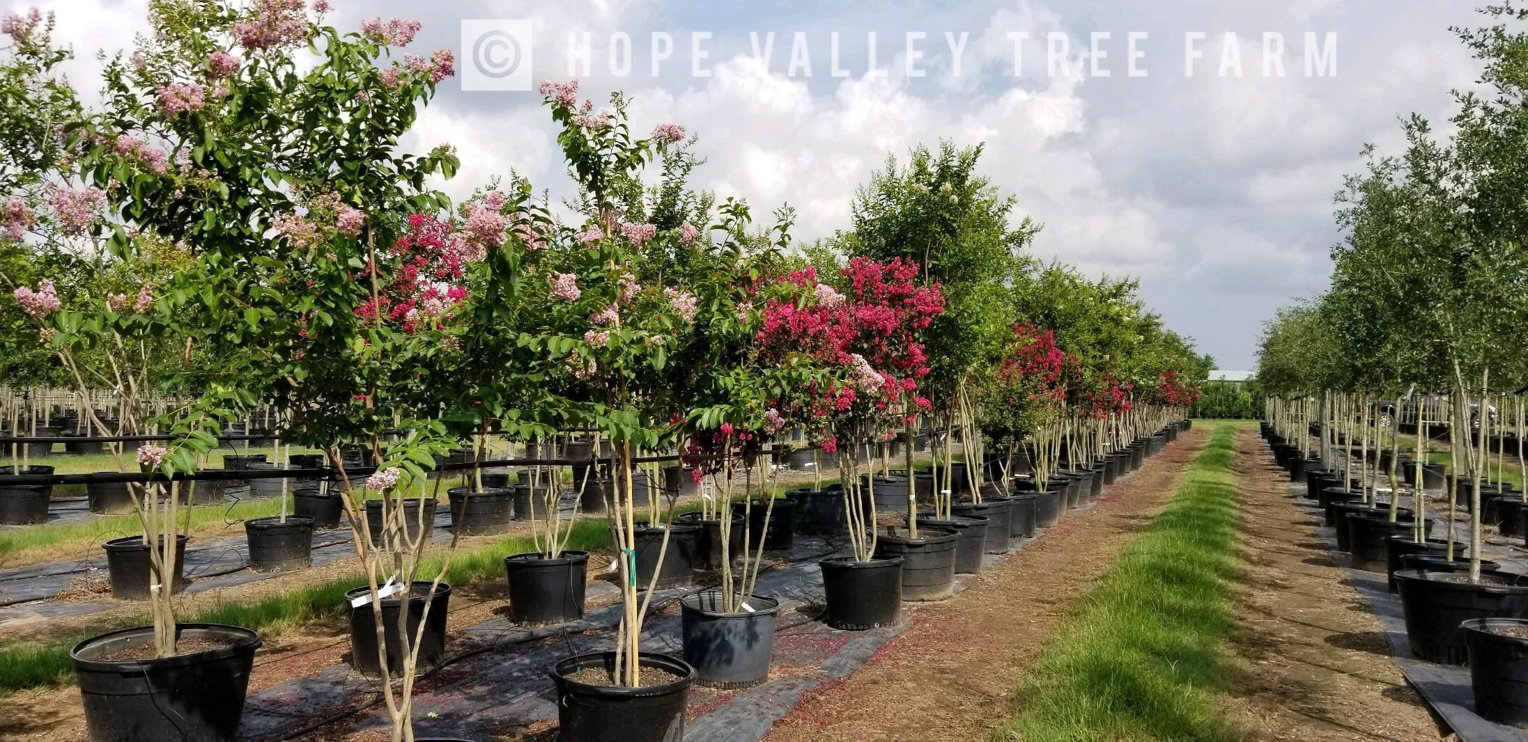 Wholesale Hope Valley Tree Farm