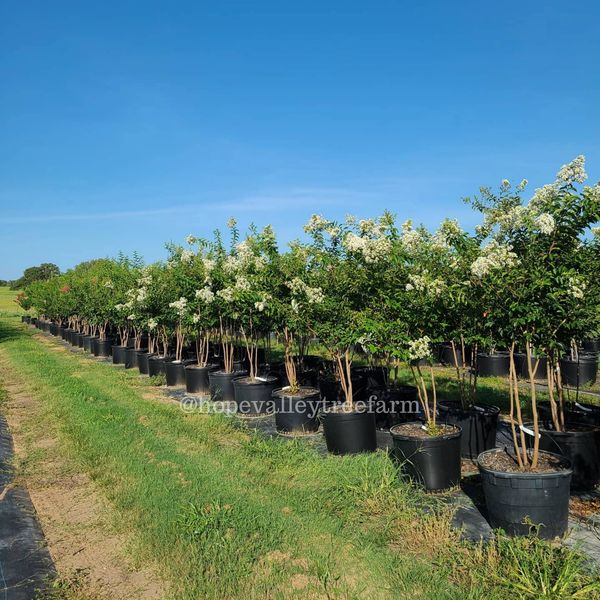 Sarah's Favorite White Crape Myrtles