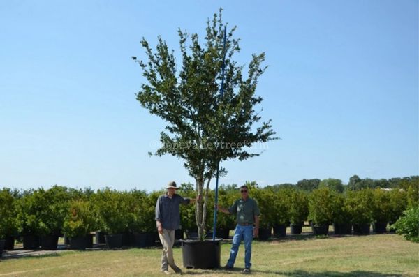 Multi-Trunk Live Oak