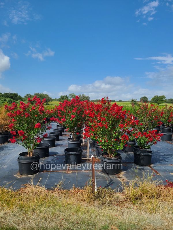 Red Rocket Crape Myrtles and Centennial Spirit Red Crape Myrtles