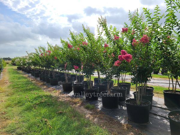 30 gallon Tuskegee Pink an Sarah's Favorite White Crape Myrtles