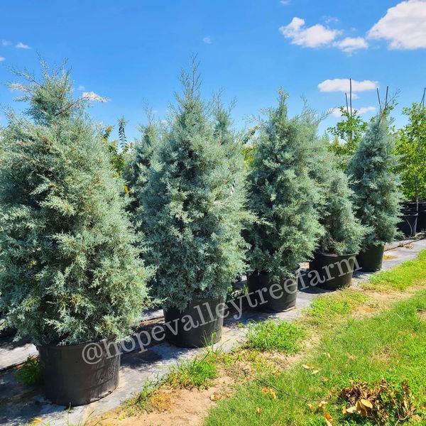 Arizona Cypress