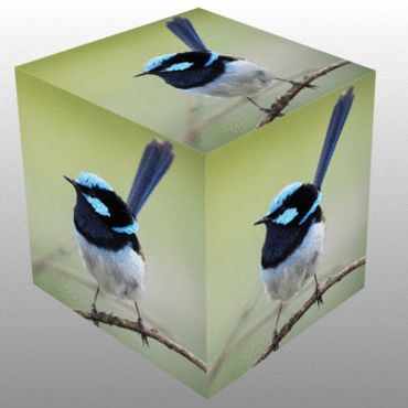 An artists picture of a beautiful Blue Wren