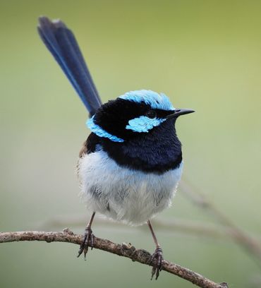 A beautiful Blue Wren