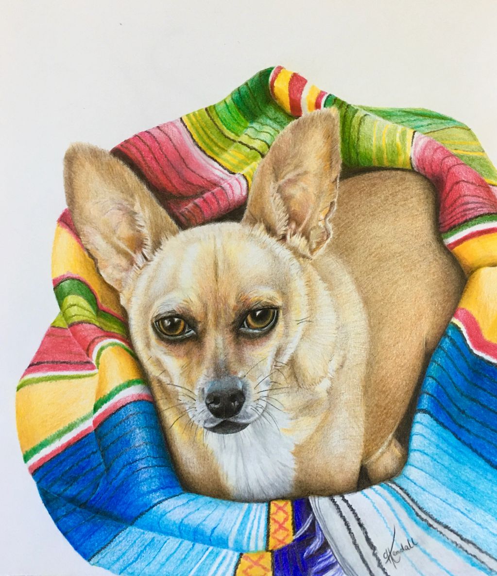 Dog portrait, custom oil pencil drawing, 11x14, by Cassandra Kendall