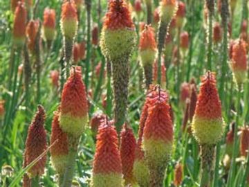 Red Hot Poker
Torch Lily