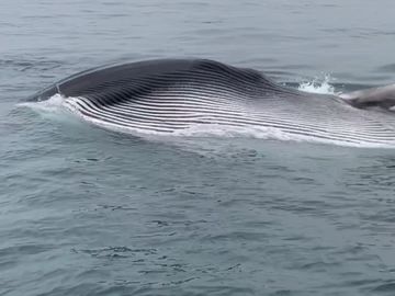Whale watching off Huntington Beach Long Beach area whales feeding dolphins seals sealions