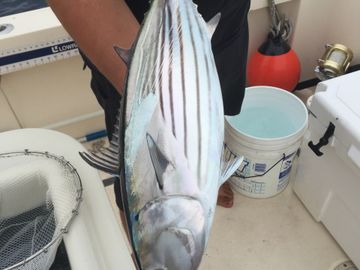 Tuna off of Huntington Beach skipjack tuna