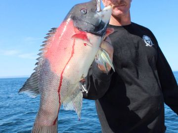 California sheepshead at Catalina island