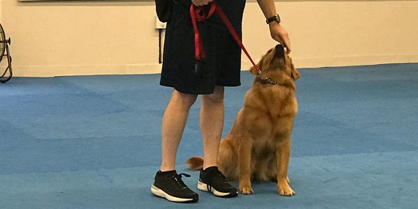 handler touching dog on the head appreciating good sit behavior