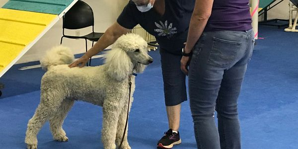 Dog in stand-stay to simulate a judge inspecting the dog in obedience competition