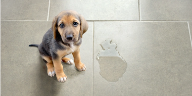 young dog sitting next to a potty accident on tile floor