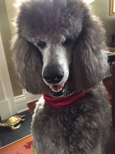 Silver Standard Poodles, Silver Standard Poodle Puppies, silver standard poodle puppies for sale, silver puppies, Standard Poodle Puppies