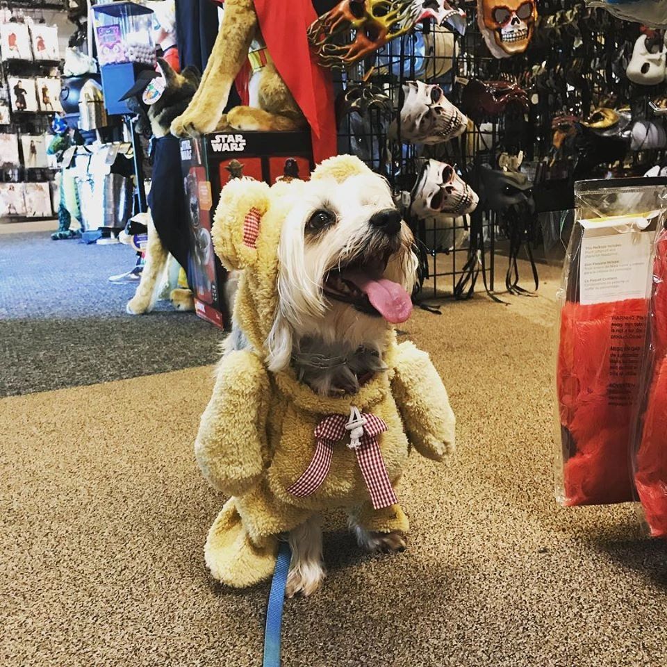 Dog wearing walking teddy bear costume