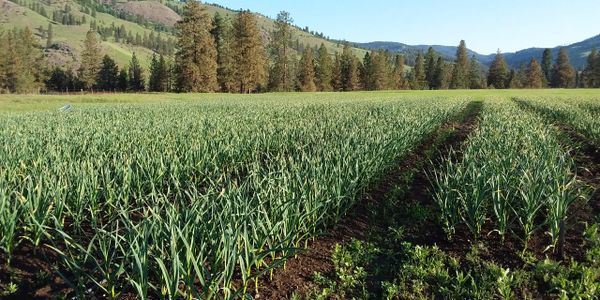 A typical garlic field at Norwegian Creek Farm.