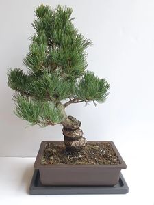 Bonsai Tree Pine