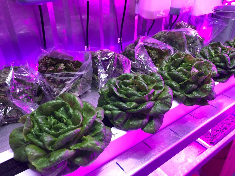 Green "Rex" Butterhead Lettuce at Harvest!