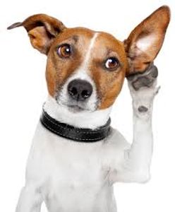 Dog listening to Hollybarn Dog Training Puppy Training Behaviour and Dog Obedience.