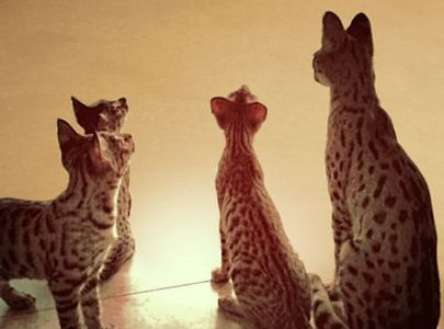 F1 Savannah cat for sale, luxurysavannahs.com
F1savannahkittens.com luxury savannahs