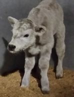 Calf healing in the hospital barn at Alpine Veterinary Service.  The calf suffered from scours but is recovering. Cute baby bull calf.