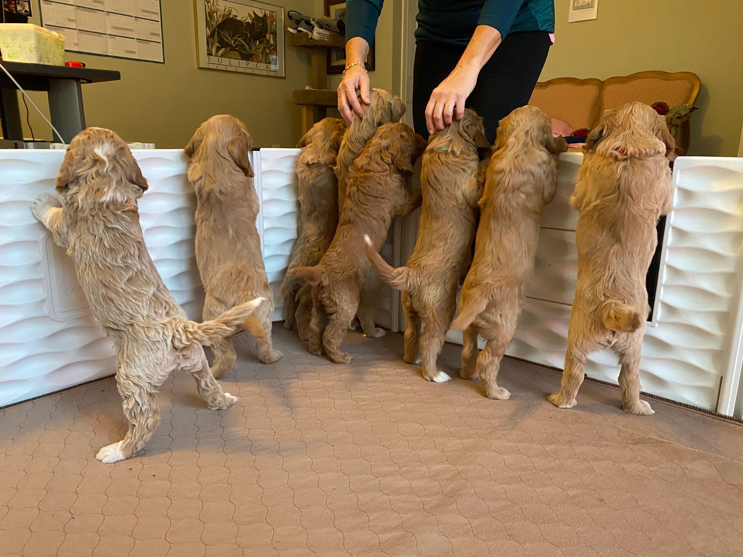 SEPTEMBER 2020 LITTER BEING GREETED