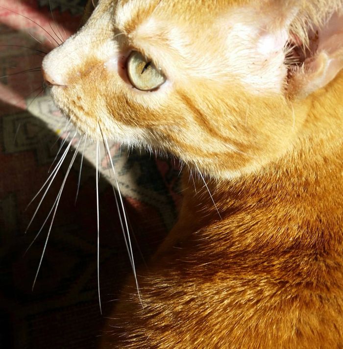 acupuncture, house calls, charlottesville, balanced veterinary care, devlyn d'alfonzo, dvm