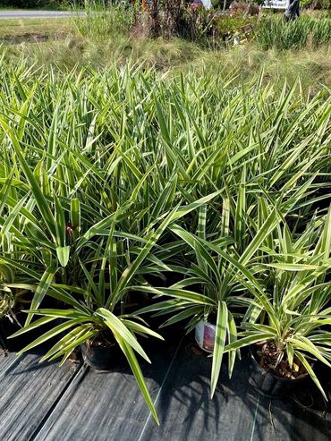Sod, Grass from GTF Nursery Pensacola, Florida