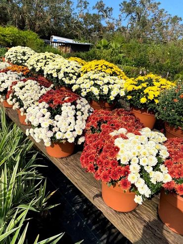 GTF Nursery, Pensacola, Florida,