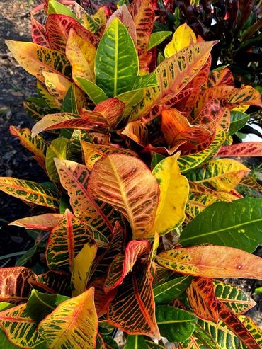 GTF Nursery, Pensacola, Florida.