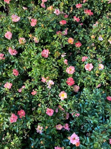 Open to the general public - plants, flowers, trees from GTF Nursery, Pensacola, Florida.